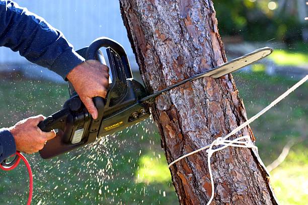 How Our Tree Care Process Works  in  Cedar Ridge, CA