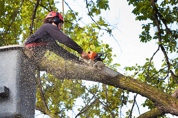 Cedar Ridge, CA Tree Removal Services Company